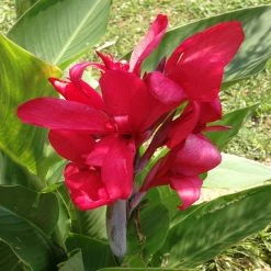 Exoticflora Cannas Dwarf Red - Flowering Plants All Flowering Plants