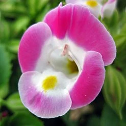 Exoticflora Torenia Pink- SEASONALS
