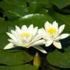 Exoticflora Water Lily Star White - Aquatic Plants