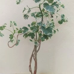 Exoticflora Aralia Snow Top - Indoor Plants