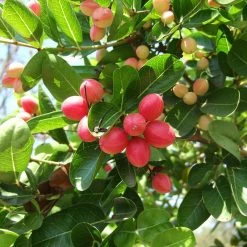 Exoticflora Karonda/Carissa Carandas - Fruit Plants & Tree Fruit Plants To Grow In Pots