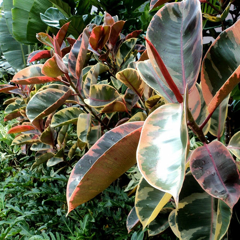 Exoticflora Ficus Elastica Red Variegata - Indoor/Outdoor-Ornamental Plants 2 Exoticflora Ficus Elastica Red Variegata - Indoor/Outdoor-Ornamental Plants
