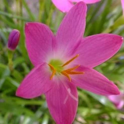 Exoticflora Rain Lily Pink- Flowering Plants
