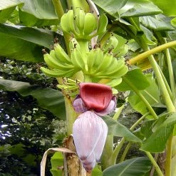 Exoticflora Curry Banana (Musa Sapientum) - Indian Fruit Plants All Fruit Plants