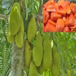 Exoticflora Jack Fruit Red/Red Panasa (Grafted)- Fruit Plants