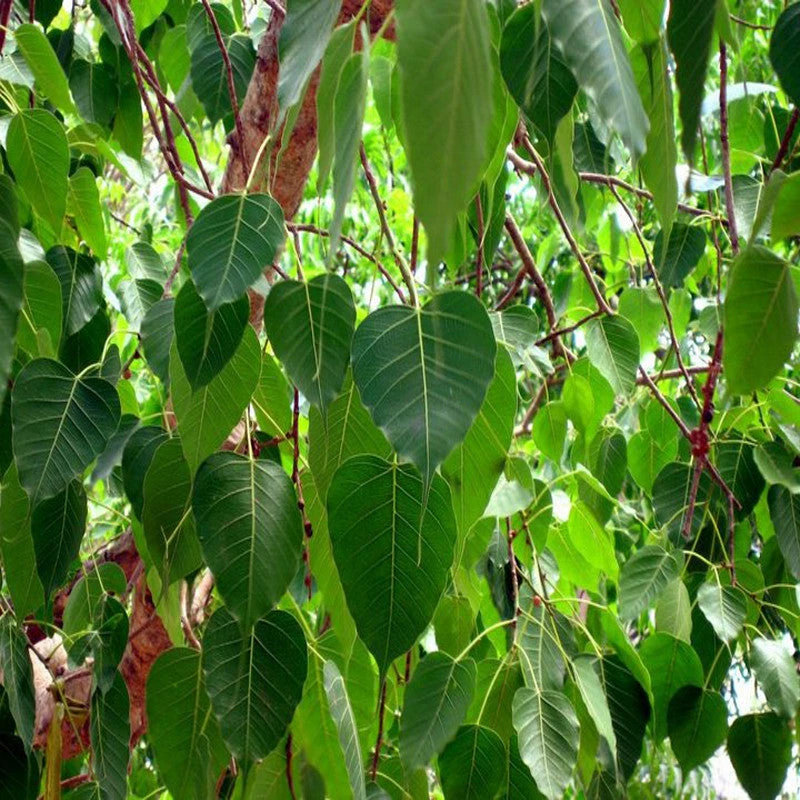 Exoticflora Ficus Religiosa/Peepal Tree - Avenue Trees 2 Exoticflora Ficus Religiosa/Peepal Tree - Avenue Trees