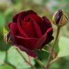 Exoticflora Perfuming Flowering Plants Maroon Rose - Flowering Plants