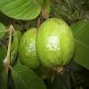 Exoticflora Thailand-Guava - Fruit Plants & Tree Grafted Fruit Plants