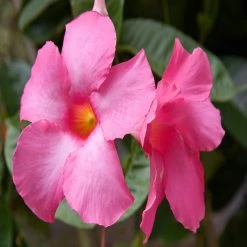 Exoticflora Creepers & Climbers Flowering Mandevilla Pink Single - Creepers & Climbers