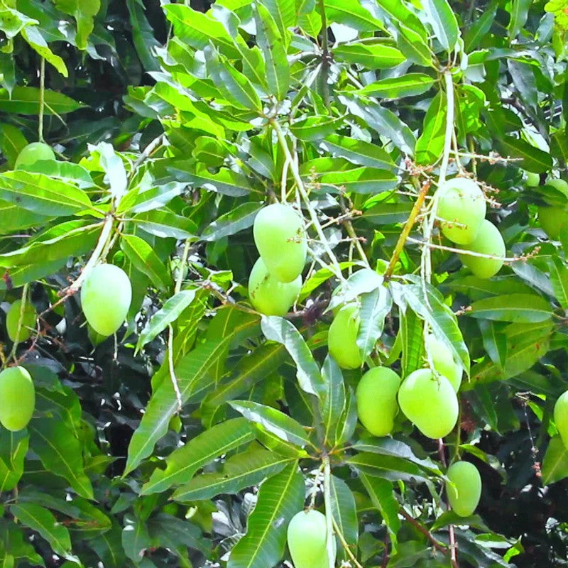Exoticflora Mango Cherukurasam(Grafted)- Fruit Plants & Tree 2 Exoticflora Mango Cherukurasam(Grafted)- Fruit Plants & Tree