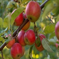 Exoticflora Grafted Fruit Plants Apple Red (Grafted) - Fruit Plants & Tree