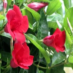 Exoticflora Creepers & Climbers Flowering Mandevilla Red Single - Creepers & Climbers
