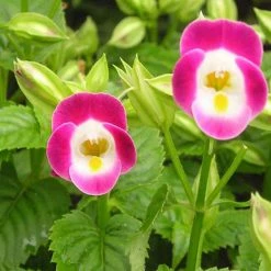 Exoticflora Torenia Pink- SEASONALS