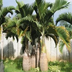 Exoticflora Champagne Palm - Palms