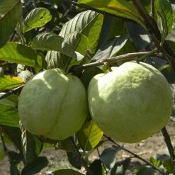 Exoticflora Guava Kg Guava(Grafted) -Big Size Plants