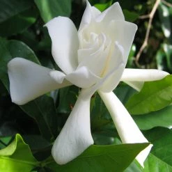 Exoticflora Gardenia/Jasmine Rose Regular - Top Perfuming - Fragrant Plants Year Round Flowering Plants