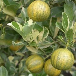 Exoticflora Vitamine Rich Fruit Plants Table Lemon Varigata- Fruit Plants & Tree