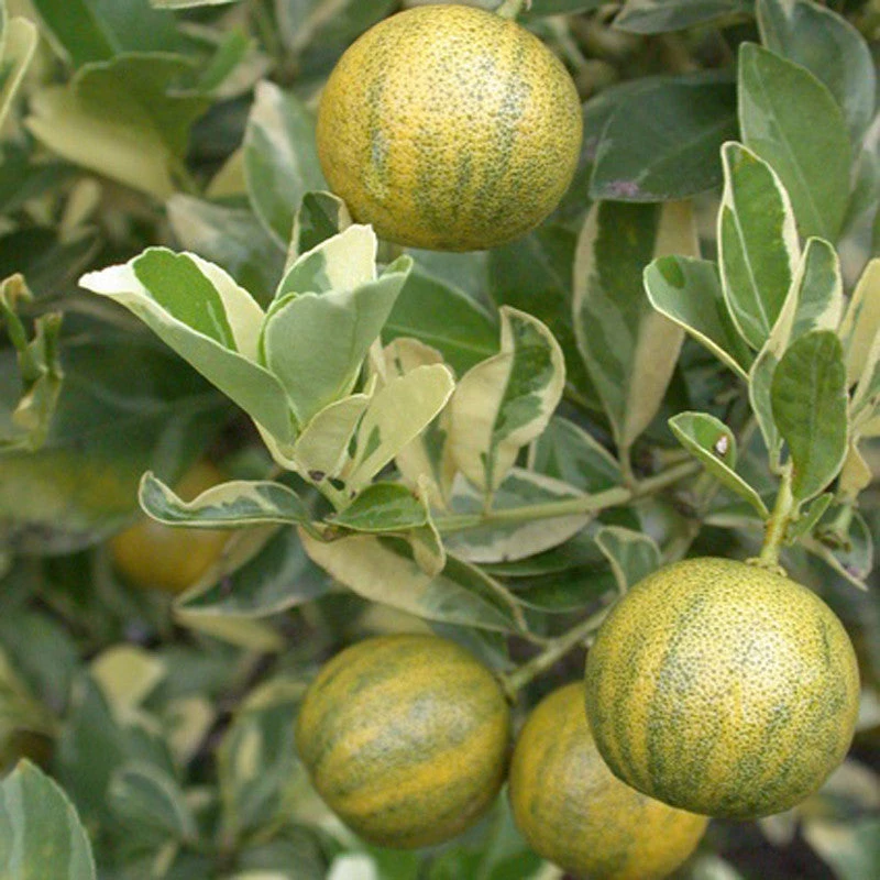 Exoticflora Vitamine Rich Fruit Plants Table Lemon Varigata- Fruit Plants & Tree 1 Exoticflora Vitamine Rich Fruit Plants Table Lemon Varigata- Fruit Plants & Tree