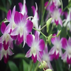 Exoticflora All Flowering Plants Dendrobium Orchid- Purple- Flowering Plants