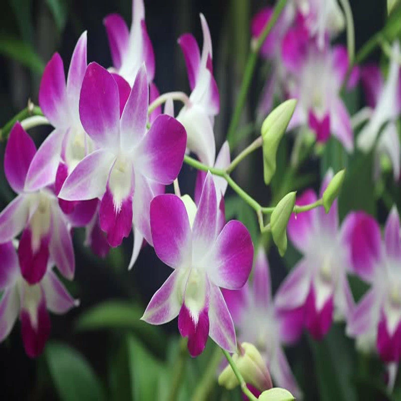 Exoticflora All Flowering Plants Dendrobium Orchid- Purple- Flowering Plants 2 Exoticflora All Flowering Plants Dendrobium Orchid- Purple- Flowering Plants