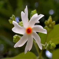 Exoticflora Coral Jasmine / Parijatham - Top Perfuming Plants
