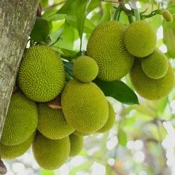 Exoticflora Grafted Fruit Plants Jack Fruit-Gumless Panasa(Grafted) - Fruit Plants & Tree