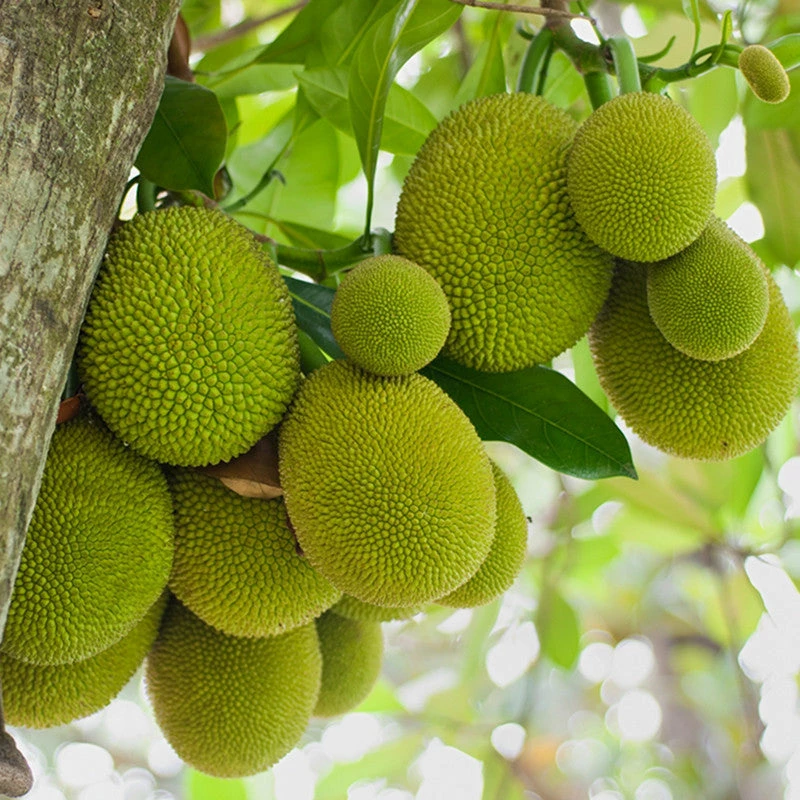 Exoticflora Grafted Fruit Plants Jack Fruit-Gumless Panasa(Grafted) - Fruit Plants & Tree 2 Exoticflora Grafted Fruit Plants Jack Fruit-Gumless Panasa(Grafted) - Fruit Plants & Tree
