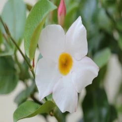Exoticflora Mandevilla White Single - Creepers & Climbers Creepers & Climbers Flowering