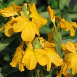 Exoticflora Crossandra Yellow - Flowering Plants