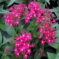 Exoticflora Year Round Flowering Plants Pentas Dark Pink - Flowering Plants