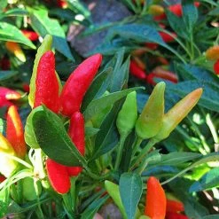 Exoticflora Ornamental Chilli/Pepper And Christmas Pepper -Spices Ornamental Plant