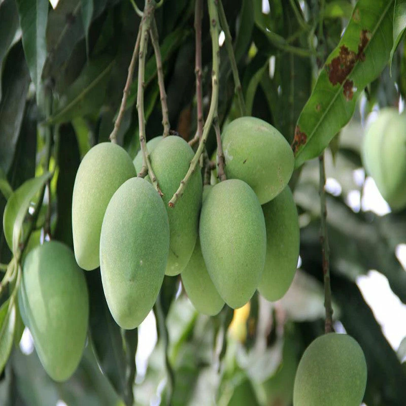 Exoticflora Grafted Fruit Plants Mango Himayat(Grafted)- Fruit Plants & Tree 2 Exoticflora Grafted Fruit Plants Mango Himayat(Grafted)- Fruit Plants & Tree