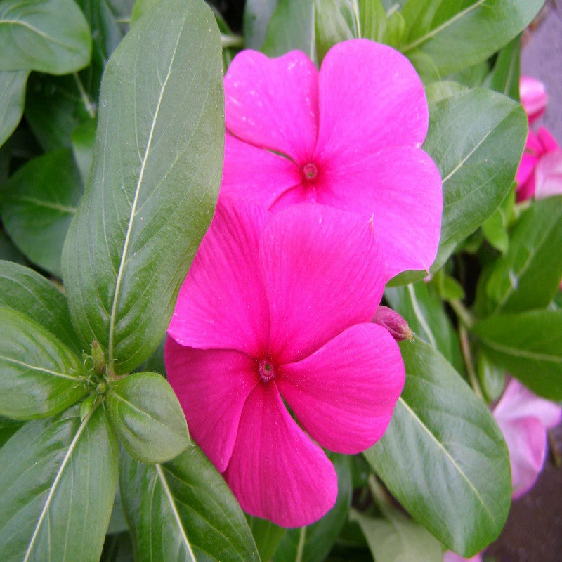 Exoticflora Year Round Flowering Plants Periwinkle Purple -SEASONALS 3 Exoticflora Year Round Flowering Plants Periwinkle Purple -SEASONALS