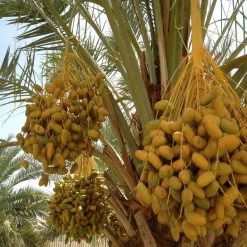 Exoticflora Date Palm- Fruit Plants & Tree All Fruit Plants