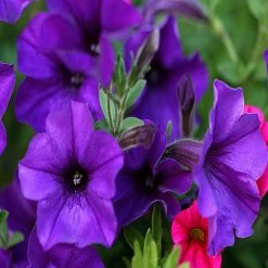 Exoticflora All Flowering Plants Petunia Purple - SEASONALS