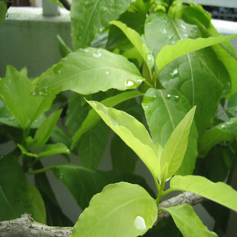 Exoticflora Pisonia Alba- Indoor/Outdoor-Ornamental Plants Indoor Plants 2 Exoticflora Pisonia Alba- Indoor/Outdoor-Ornamental Plants Indoor Plants