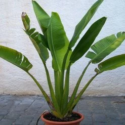 Exoticflora Traveller Palm - Palms