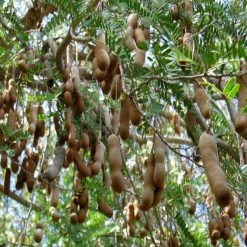 Exoticflora Tamarind-PKM (Grafted)- Fruit Plants & Tree All Fruit Plants