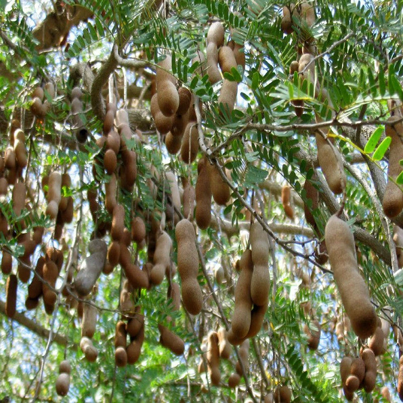 Exoticflora Tamarind-PKM (Grafted)- Fruit Plants & Tree All Fruit Plants 2 Exoticflora Tamarind-PKM (Grafted)- Fruit Plants & Tree All Fruit Plants