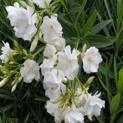 Exoticflora Nerium White Double - Flowering Shrubs
