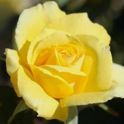 Exoticflora Yellow ROSE - Flowering Plants
