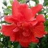 Exoticflora Hibiscus Red DOUBLE - Flowering Shrubs Year Round Flowering Plants