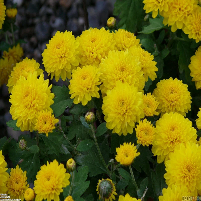 Exoticflora All Flowering Plants Chrysanthemum Yellow - Seasonal Plants 3 Exoticflora All Flowering Plants Chrysanthemum Yellow - Seasonal Plants