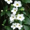 Exoticflora Thunbergia White - Creepers & Climbers