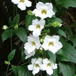 Exoticflora Thunbergia White - Creepers & Climbers