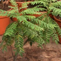 Exoticflora Thaiwan Curry Leaf - Herbs Kitchen Plants & Spice Plants