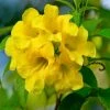 Exoticflora Year Round Flowering Plants Tecoma Gaudichaudi/Yellow Bells- Flowering Shrubs