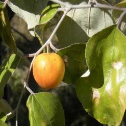 Exoticflora Indian Jujubee Gola - Fruit Plants & Tree All Fruit Plants