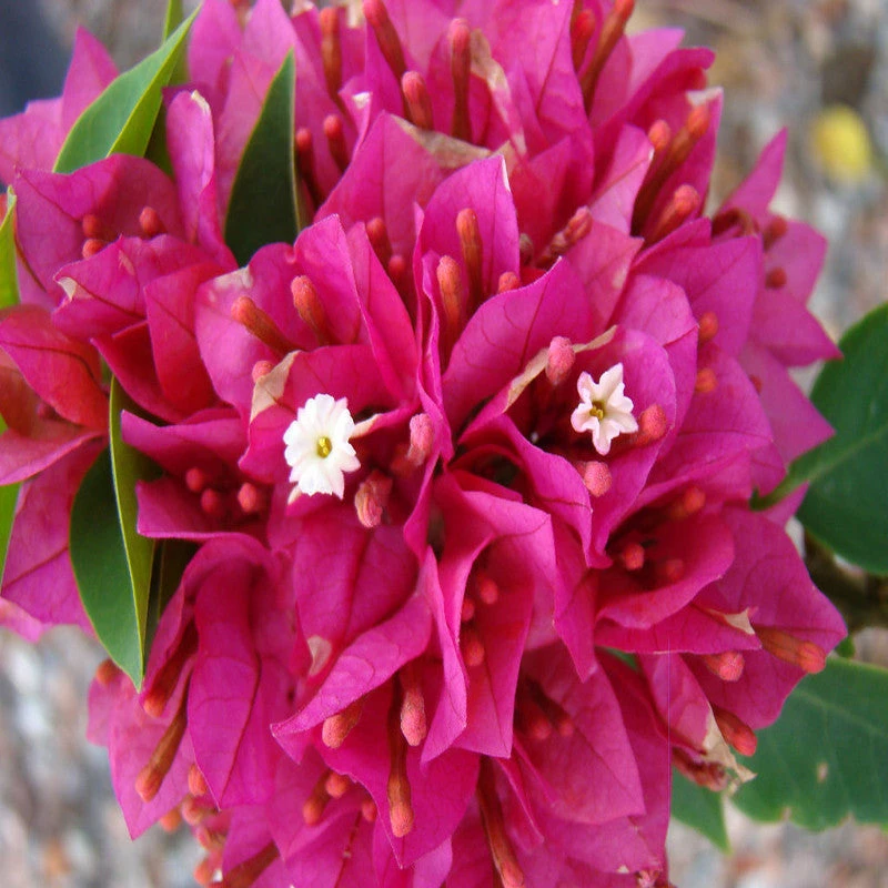 Exoticflora Bougainvillea Dwarf - Flowering Shrubs 2 Exoticflora Bougainvillea Dwarf - Flowering Shrubs