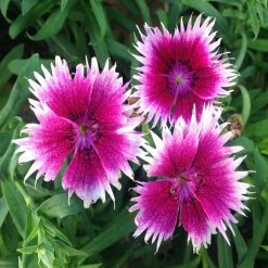 Exoticflora Dianthus Pink-White - SEASONALS
